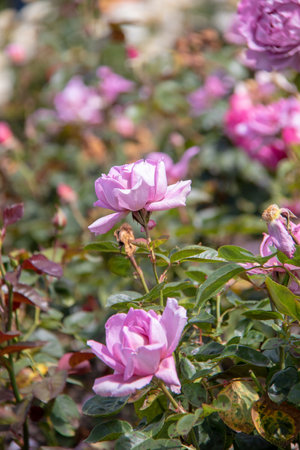 Pink roses in the garden, Thailand. (Selective focus)の写真素材