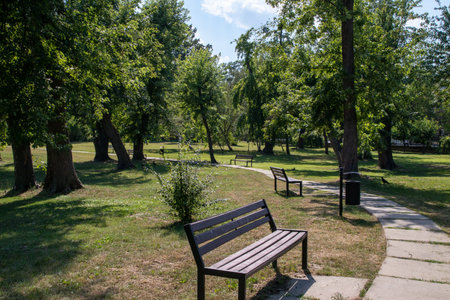 Wooden bench in the park on a background of green trees.の写真素材