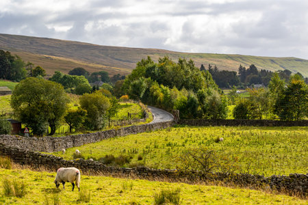 Sheep grazing in a field with a stone wall in the backgroundの写真素材