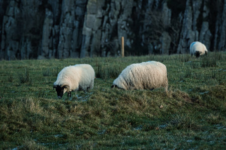 Sheep grazing in the meadow in winter, Shetland, UKの写真素材