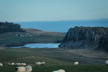 Sheep grazing in a meadow on the Isle of Skyeの写真素材