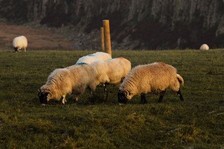 Sheep grazing on a green meadow in the evening light.の写真素材