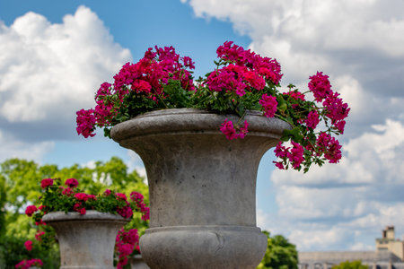 Bouquet of red geraniums in a stone vaseの写真素材