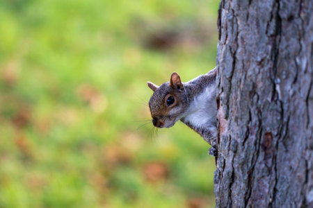 Squirrel on tree trunk, close-up shot with shallow depth of fieldの写真素材