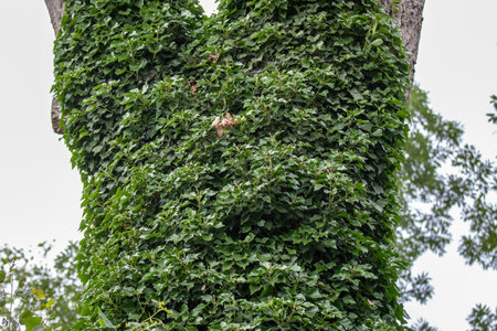 Green ivy climbing on the tree in the garden. Natural background.の写真素材