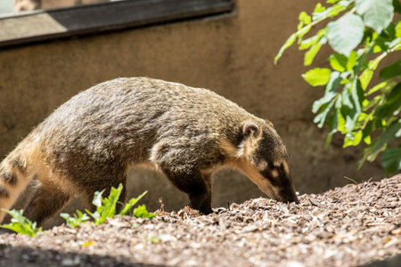 South American coati (Nasua nasua) in the zooの写真素材
