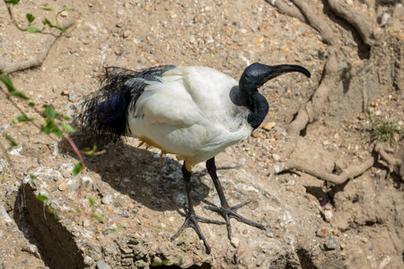 African Sacred Ibis (Threskiornis aethiopicus)の写真素材