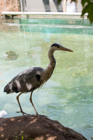 Grey heron standing on a rock by the water in the zooの写真素材