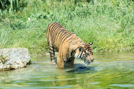 Bengal tiger in the water. Tiger in natural habitat.の写真素材