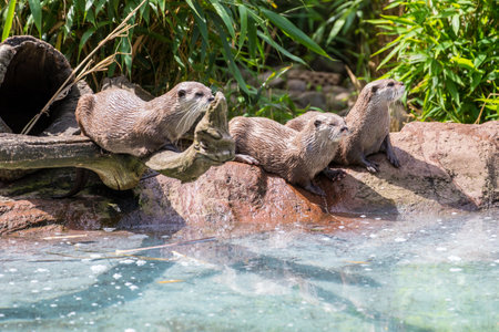 Group of Asian small-clawed otters in a zoo.の写真素材
