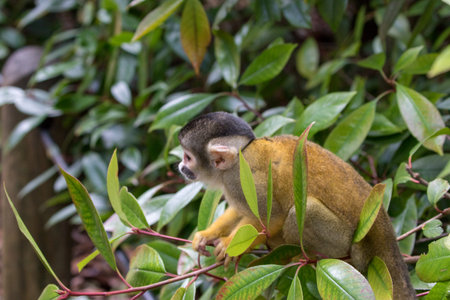 Squirrel monkey (Saimiri sciureus) on a tree