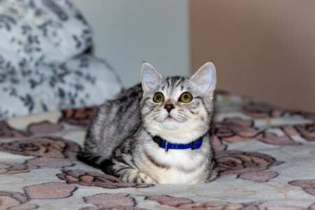 British Shorthair tabby cat with blue eyes sitting on a bedの写真素材