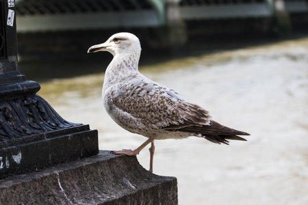 Seagull standing on the steps of a bridge over the riverの写真素材