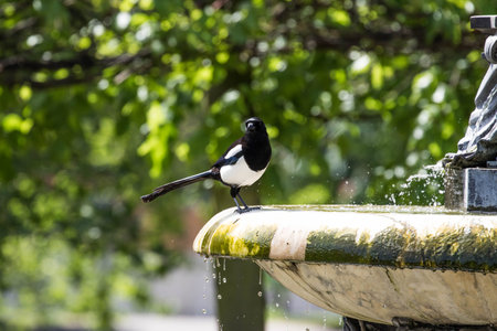 Magpie at a water fountain in a park in Paris, Franceの写真素材