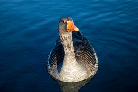 A greylag goose swimming in the blue water of a lakeの写真素材
