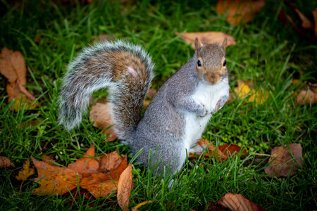 Squirrel on the grass in the park with autumn leaves in the backgroundの写真素材