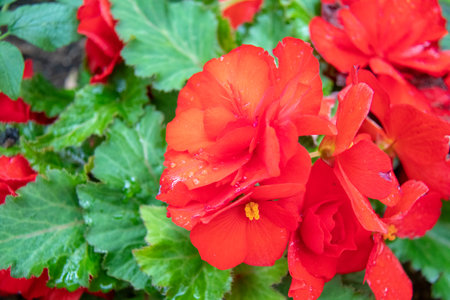 Red begonia flowers with water drops on petals in the gardenの写真素材