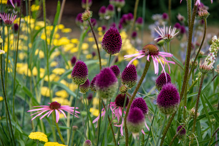 Echinacea purpurea, purple coneflower and yellow dandelionsの写真素材