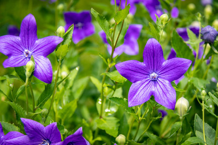 Purple flowers of Platycodon grandiflorus in the gardenの写真素材