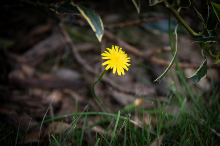 Yellow dandelion flower on green grass, shallow depth of fieldの写真素材