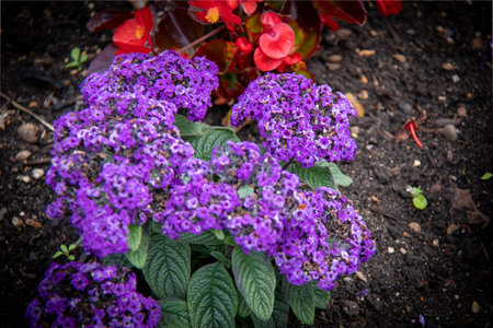 Purple flowers in a garden in autumn. Selective focus.の写真素材