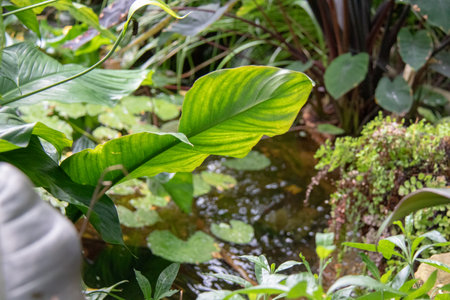 Tropical plants in the garden. Green leafs and waterの写真素材