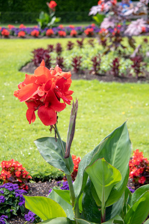 Flowerbed with red canna lily (Canna indica)の写真素材