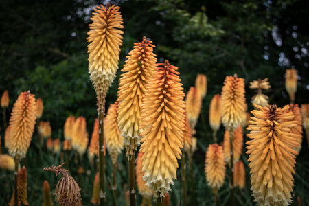 Beautiful orange flowers of Kniphofia in the garden.の写真素材