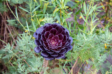 purple flower in the garden, close up of dark purple flowerの写真素材