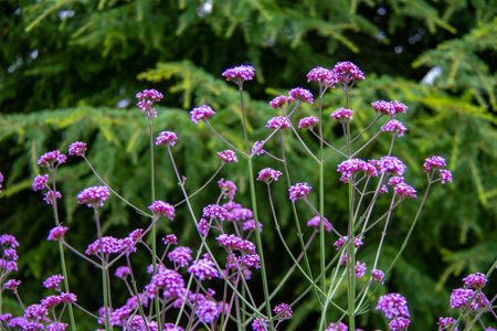 Verbena flowers in the garden on a sunny summer day.の写真素材
