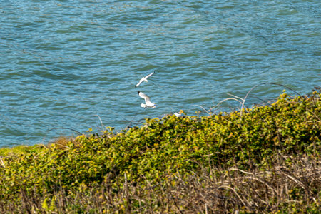 Seagulls flying over the sea. Seagulls in the wild.