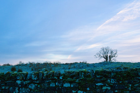 Landscape with a lonely tree on a hill in the early morningの写真素材