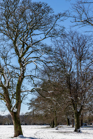 Winter landscape with trees in the city park on a sunny day.の写真素材