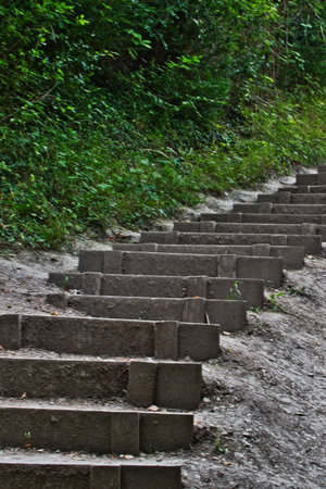 Staircase in the forest. The steps in the forest.