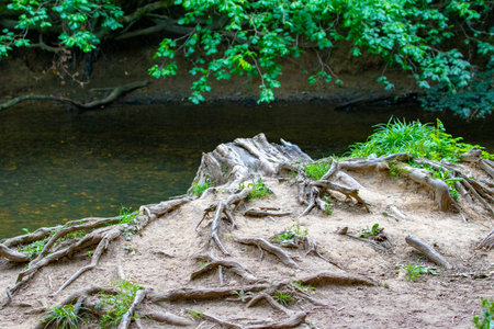 Tree roots on the shore of a small river in the forest.の写真素材