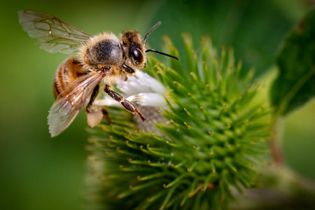 Bee on a flower of burdock. Shallow depth of field.の写真素材