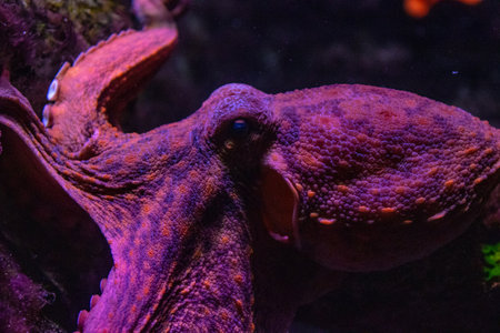 Octopus in the aquarium. Underwater world. Marine life.の写真素材
