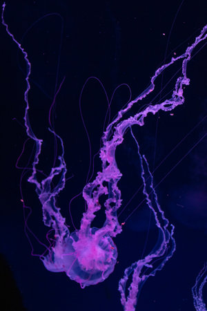 Beautiful purple jellyfish in the water on a dark background.の写真素材