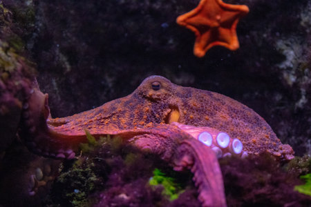 Octopus and starfish in the aquarium. Underwater world.