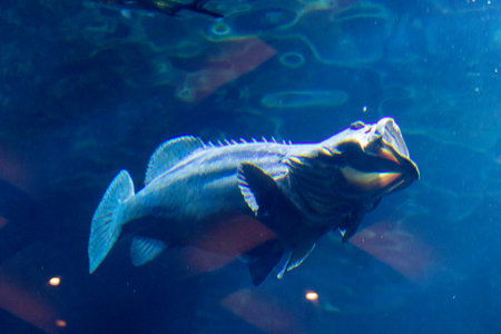 Grouper fish in the aquarium, close-up view.