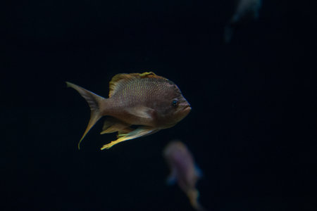 Tropical fish in the dark water. Underwater world.
