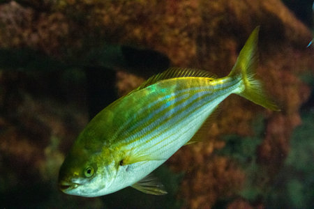 Tropical fish swimming in an aquarium. Aquarium fish.