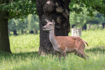 Red Deer (Cervus elaphus) in the forestの写真素材