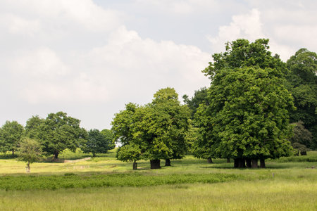 Trees in the meadow with green grass and blue sky.の写真素材