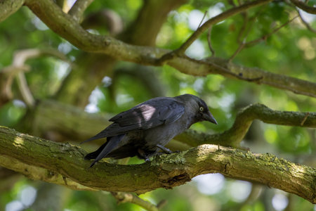 Jackdaw, Corvus monedula, single bird on branch, Warwickshireの写真素材