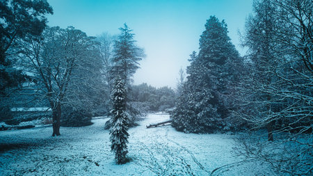 Snowy winter landscape in the park with trees covered with snow.の写真素材