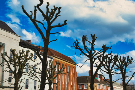 Leafless pruned trees stand against a vibrant blue sky with fluffy clouds, with traditional European architecture in the background in York, North Yorkshire, England.の写真素材