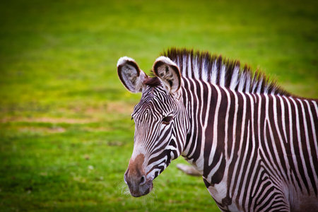 A close-up of a zebra standing on a grassy field. The zebra's black and white stripes are clearly...