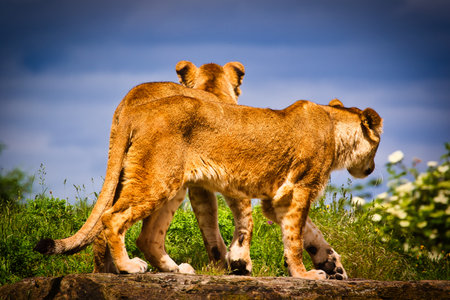 Two lions walking together on a rock with a green landscape and blue sky in the background.の写真素材