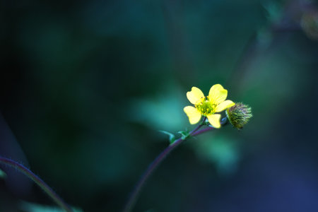 A close-up of a small yellow flower with a blurred green background. The flower is in focus,...